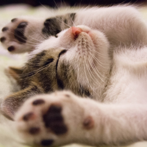 Petit chat dormant paisiblement, symbolisant l'importance d'un sommeil de qualité